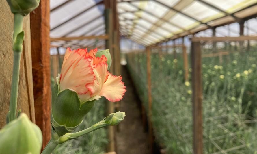 Apoyo de la ciencia para fortalecer a floricultores de Longotoma