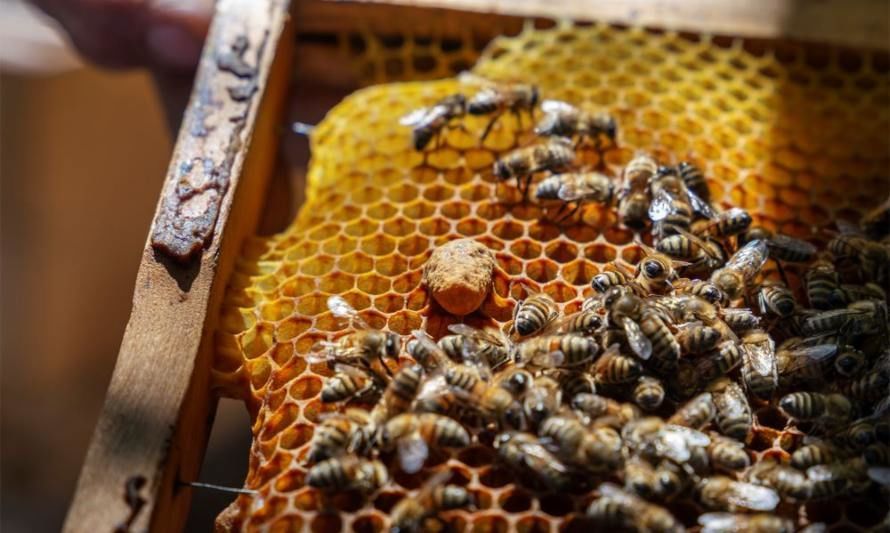 Proteger a las abejas cuida la agricultura y los alimentos