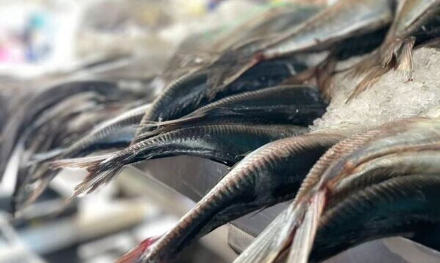 Moscas polinizadoras y harina de pescado: la apuesta "cero residuos" del Terminal Pesquero Metropolitano