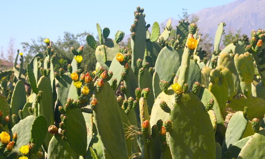 Acuerdo de Producción Limpia fomentará la eficiencia hídrica en sector agrícola de Tiltil