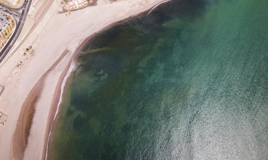 Hogar de tortugas verdes protegido: Ministerio del Medio Ambiente declara la Reserva Marina La Puntilla-Playa Chinchorro