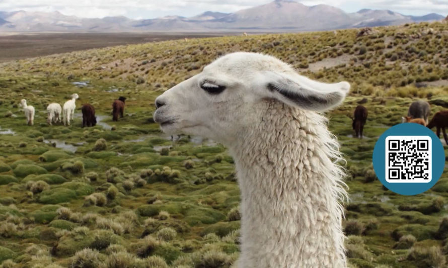 Red Ganadería Camélida: Una herramienta ancestral para combatir el cambio climático