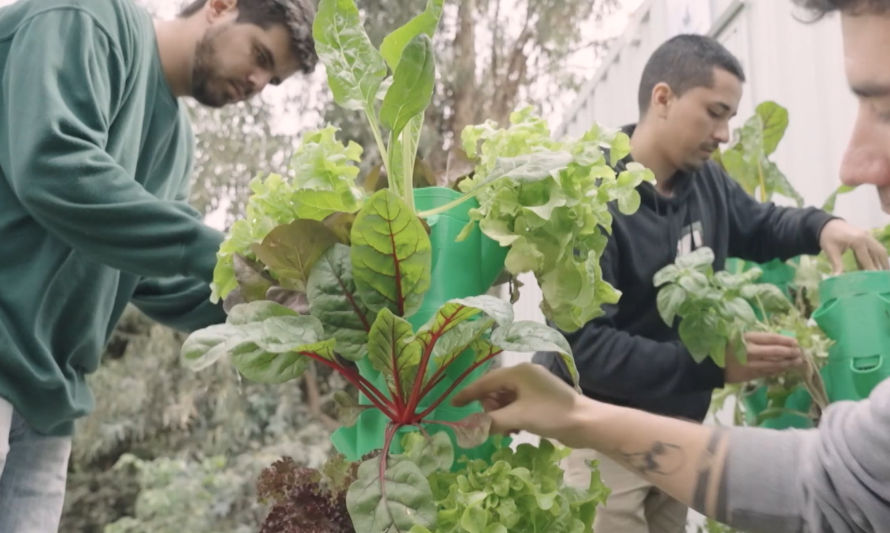 Aquaplants: Cultivos aeropónicos en tu hogar, una revolución en la agricultura urbana