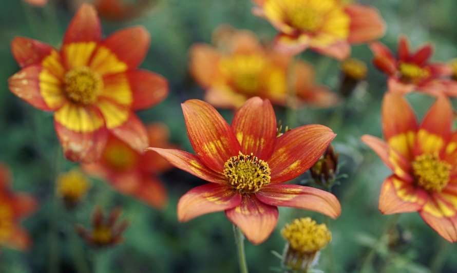 Cuidado de plantas en otoño-invierno: consejos para un jardín saludable