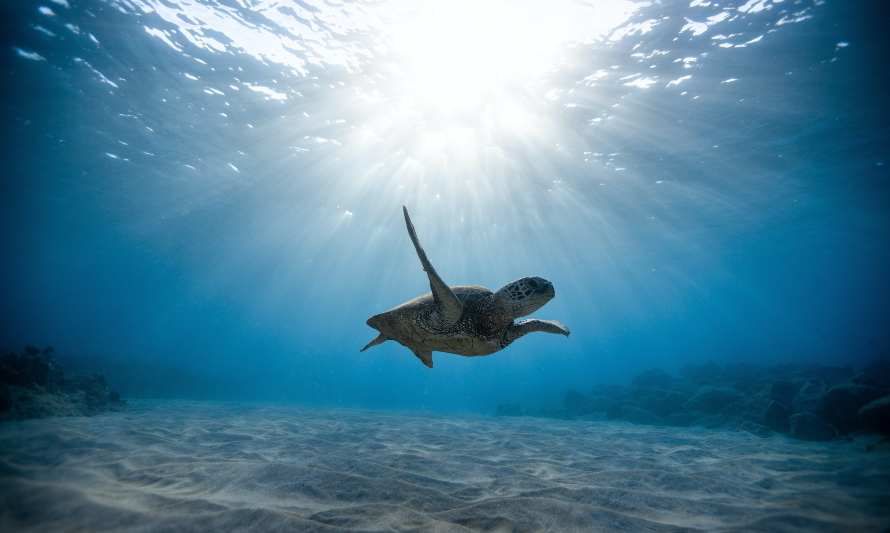 Día Mundial de los Océanos: una fecha para reflexionar el rol que desempeñan en nuestras vidas y cómo cuidarlos