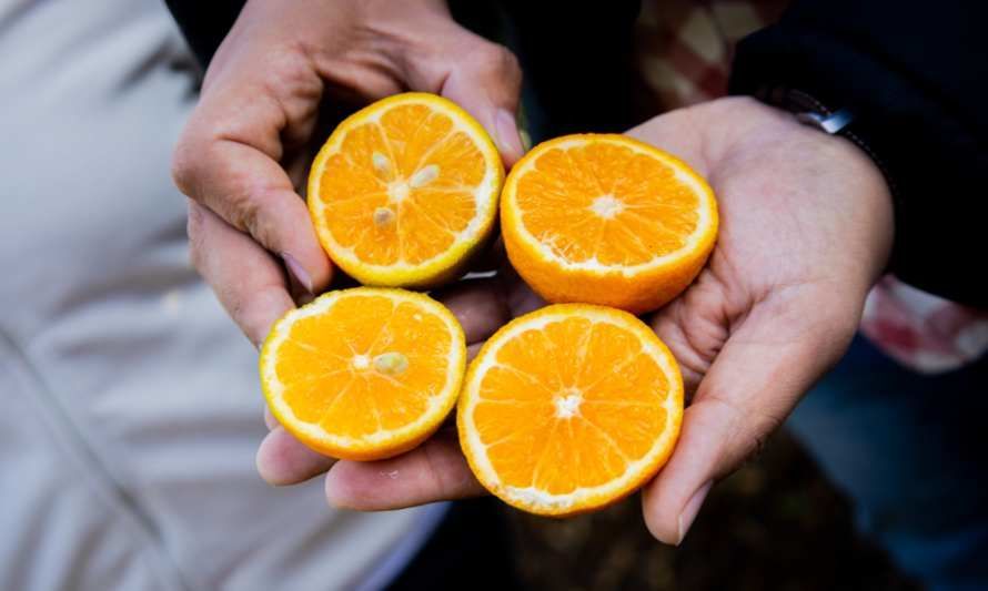 Isabelina: la nueva variedad de mandarina producida sin necesidad de enmallar los predios