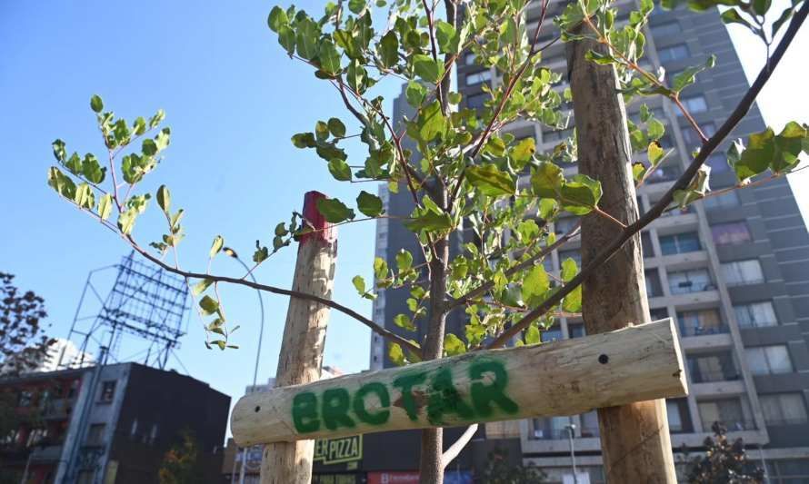 Brotar: programa plantará 30 mil nuevos árboles a comunas con déficit de áreas verdes de la Región Metropolitana