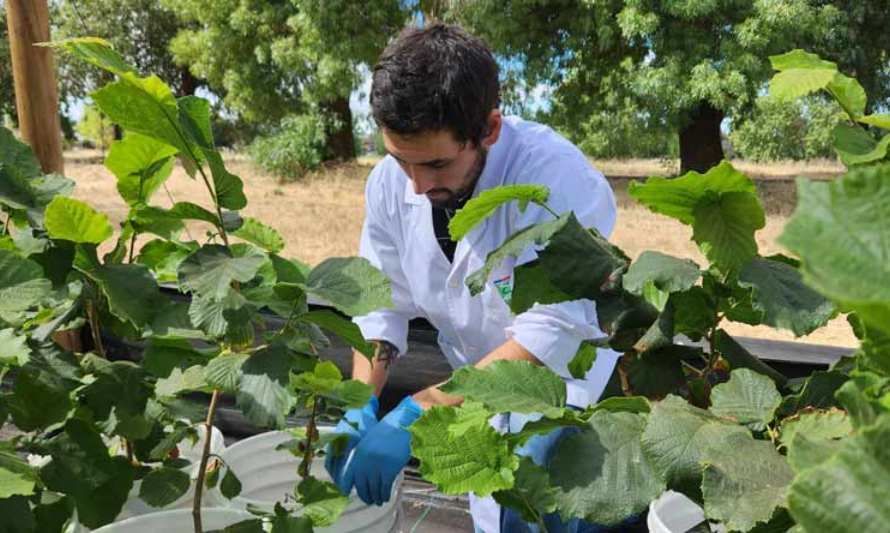 Poda tardía: herramientas para mitigar los efectos del cambio climático