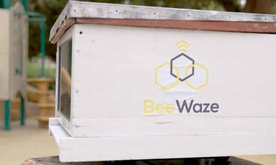 Beewaze: tecnología chilena para el monitoreo de abejas