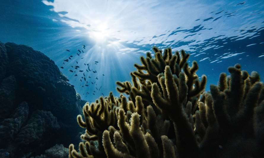 ¿Por qué la conservación del ecosistema oceánico es tema de todos?