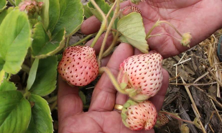 Rescate y valorización de la frutilla blanca en Nahuelbuta: un tesoro en peligro