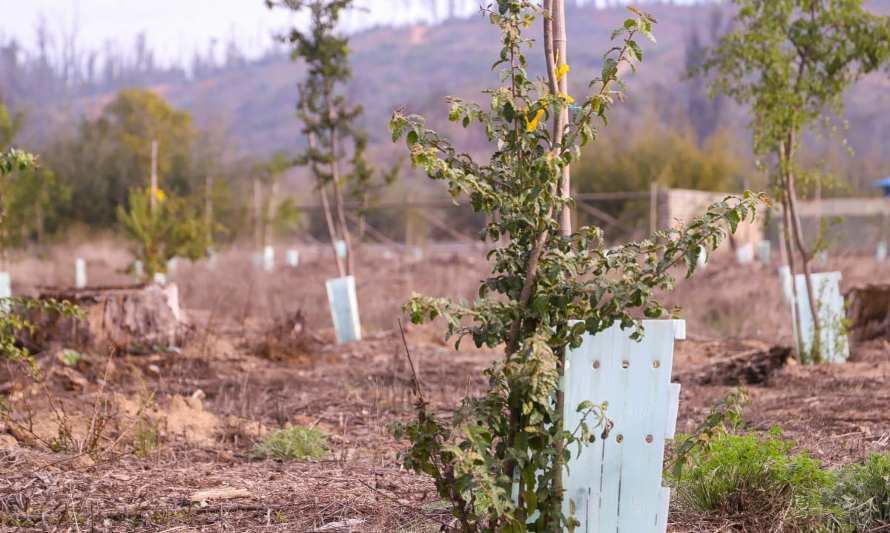 Lanzan Proyecto de Restauración de Paisajes en seis regiones de Chile