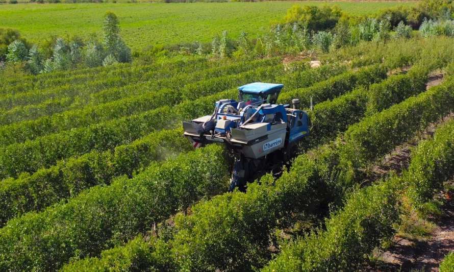 Portainjertos en la agricultura: La importancia de su adaptación al cambio climático