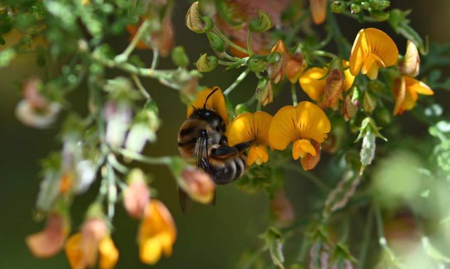 Presentan avances en prácticas para aumentar flora nativa en huertos de palto