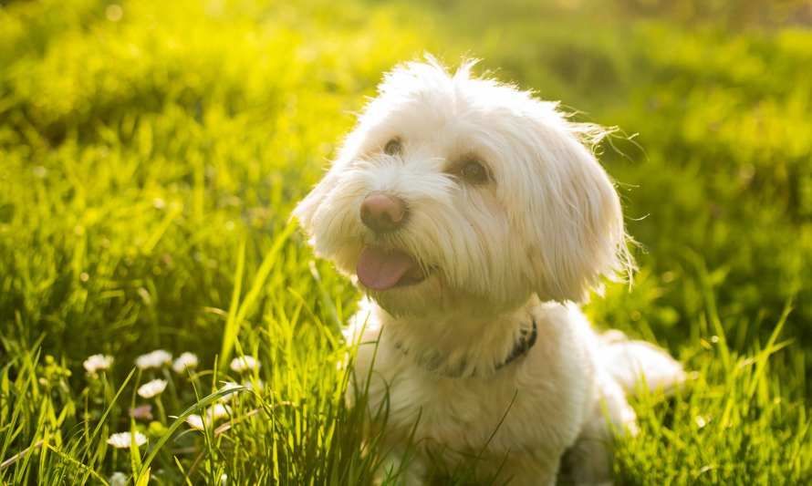 Cuatro tips para el cuidado sustentable de tu perro