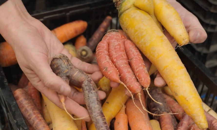 Maifud, el mercado de lo imperfecto en la lucha contra el desperdicio de alimentos