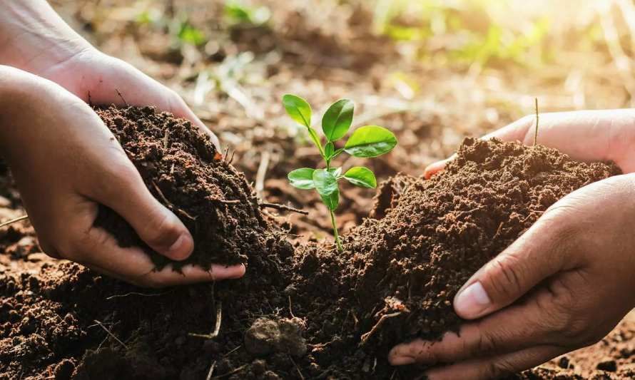 Sistemas productivos en el sector agropecuario y el cambio climático