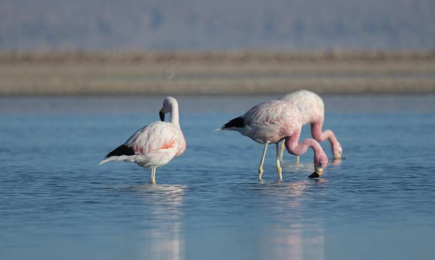 Desarrollan programa de educación para la conservación y protección de hábitats de los flamencos altoandinos