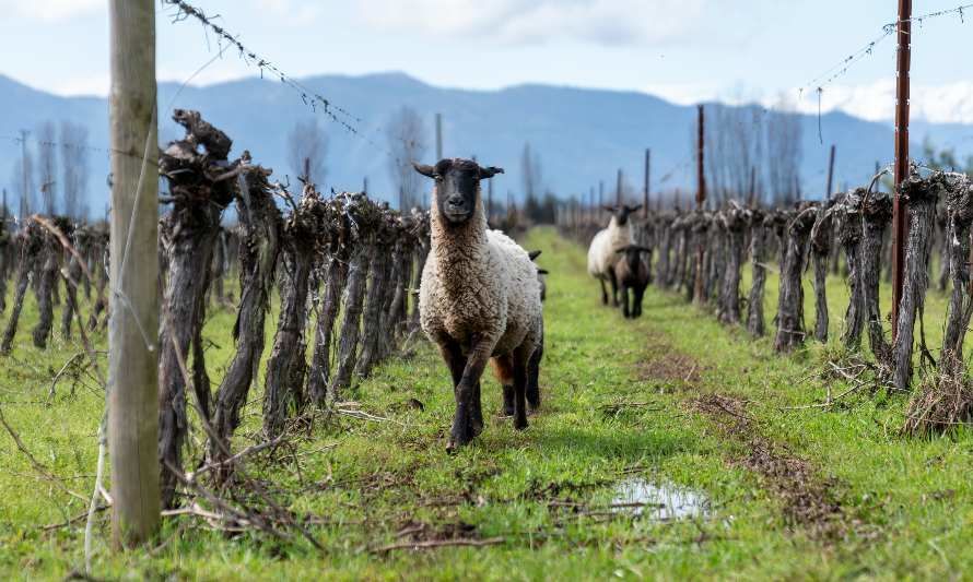 Viña Miguel Torres avanza en acciones de Agricultura Regenerativa