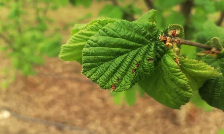 Compleja enfermedad bacteriana de avellanos puede ser combatida con hongos endófitos