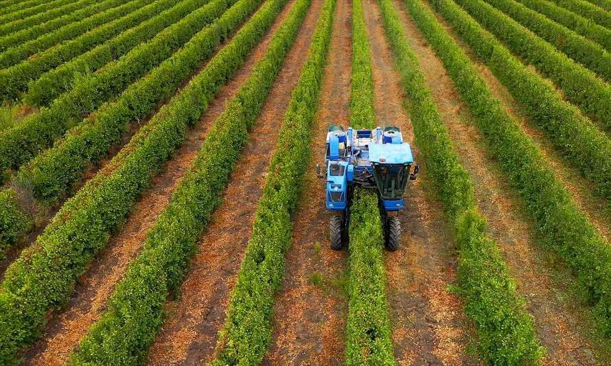 La innovación en la agricultura: el modelo de los ciruelos D'Agen en seto en Chile