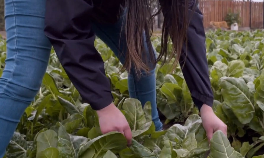 Agricultura urbana y la soberanía alimentaria