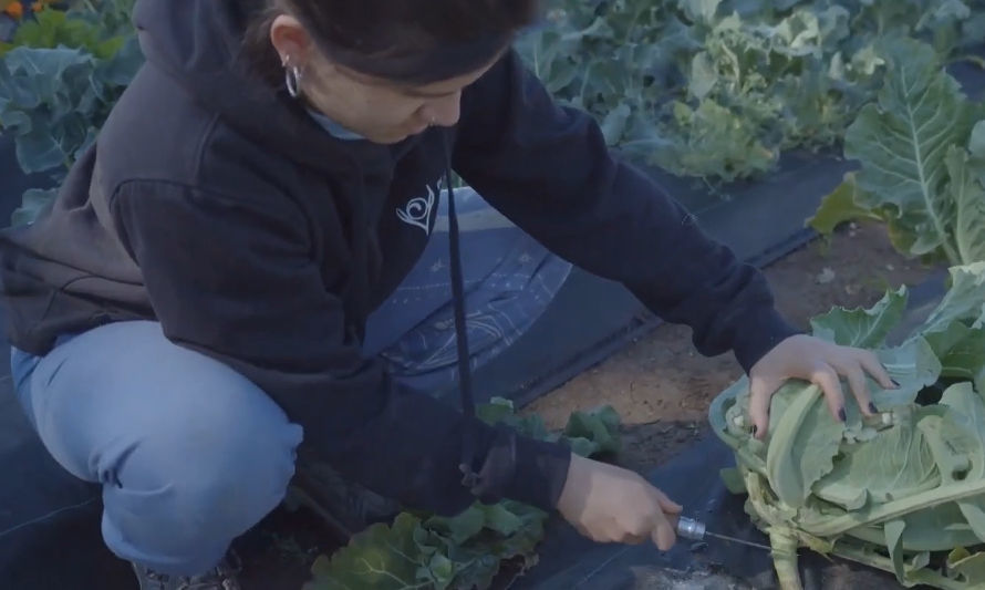 De la Huerta a Raíz: Agricultura sostenible para un futuro saludable