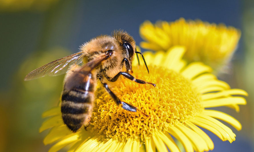 ¡Las empleadas del mes! ¿Cómo cuidar las abejas en primavera?