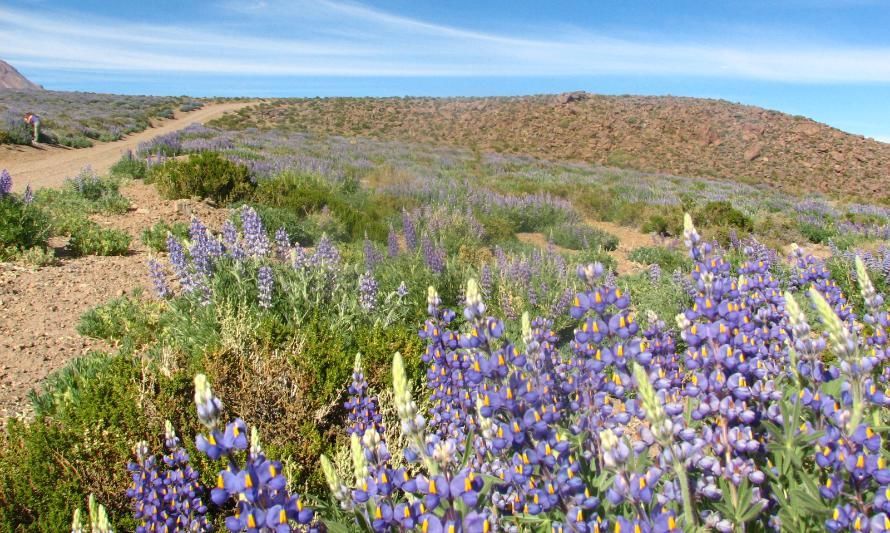 Investigadores chilenos realizan inédito estudio de plantas que
podrían crecer en condiciones extra terrestres