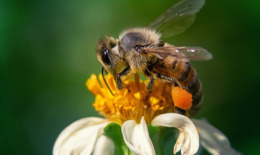 Startup chilena utiliza Inteligencia Artificial para el cuidado de las abejas