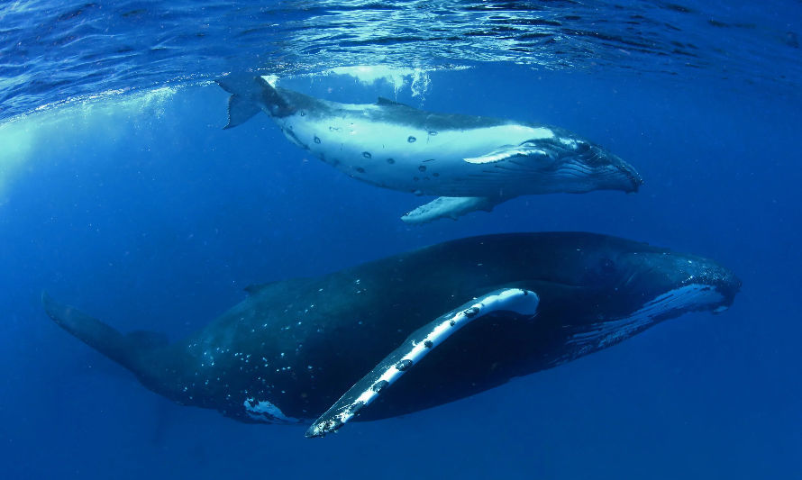 ¿Cómo podemos salvar las ballenas con nuestras acciones?