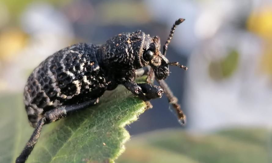 Hongos endófitos: un biocontrol efectivo contra la plaga del cabrito en avellanos europeos