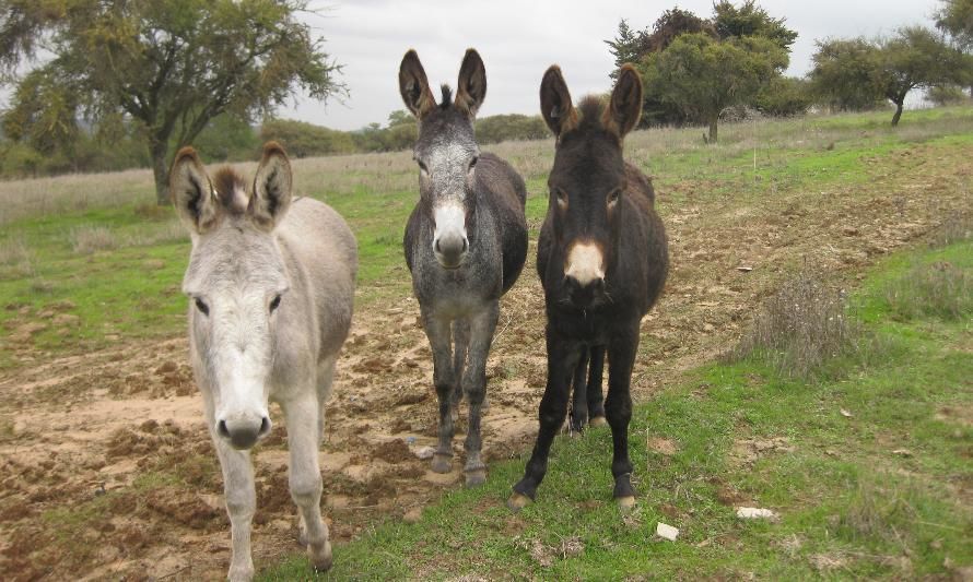 Burros “guardianes” de ovejas: implementan innovador sistema de cuidado ovino