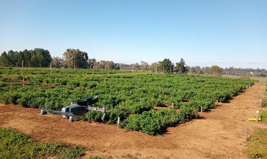 Nuevo germoplasma de alfalfa tolerante a sequía para zonas de secano mediterráneo fue estudiado mediante fenotipado terrestre y aéreo