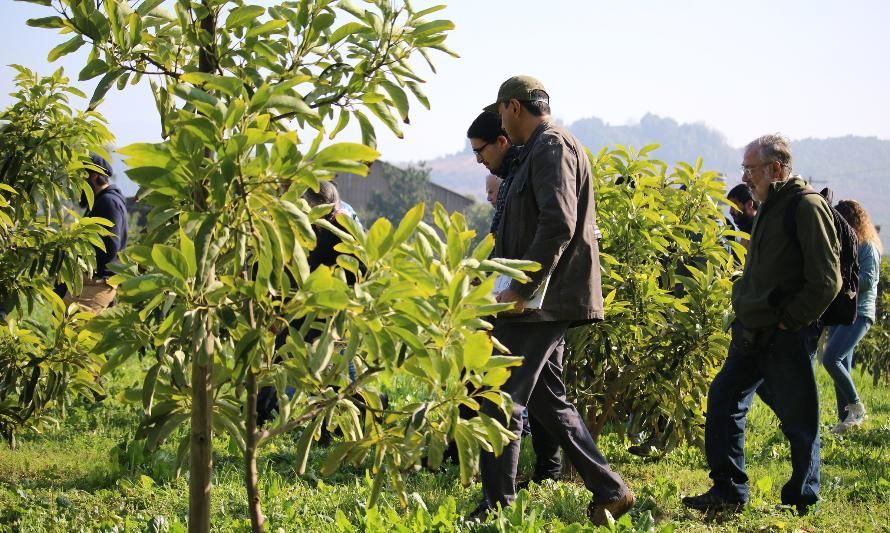 Innovación y sostenibilidad: la Experiencia única de Granja Crisol en agricultura biodinámica de Paltos