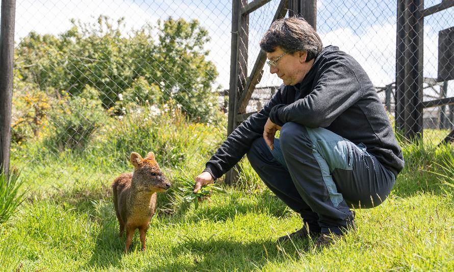 Veterinario chilote que rescata pudúes en peligro de extinción es el ganador de Nuevos Héroes 2023