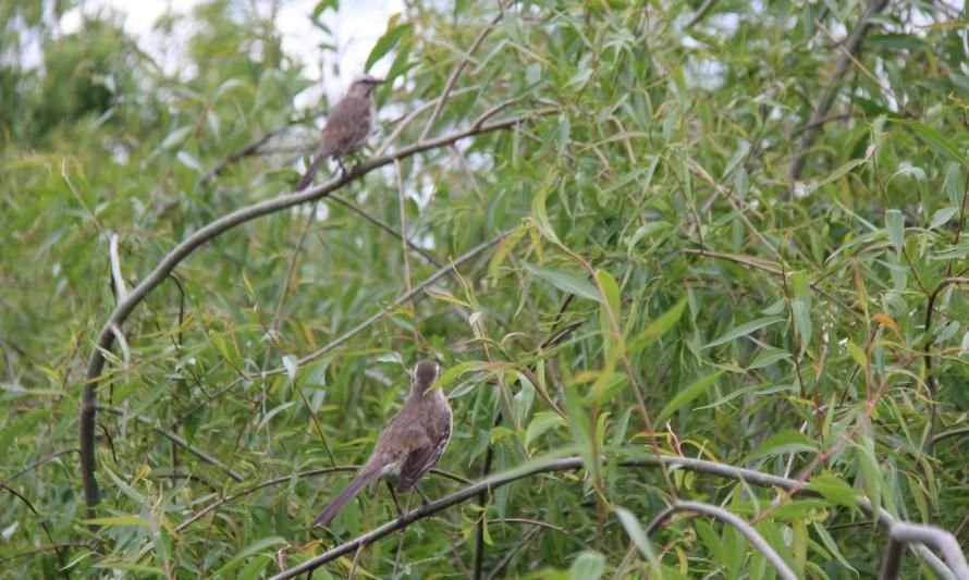 Región de Los Lagos: Parque Mirasol será declarado humedal urbano