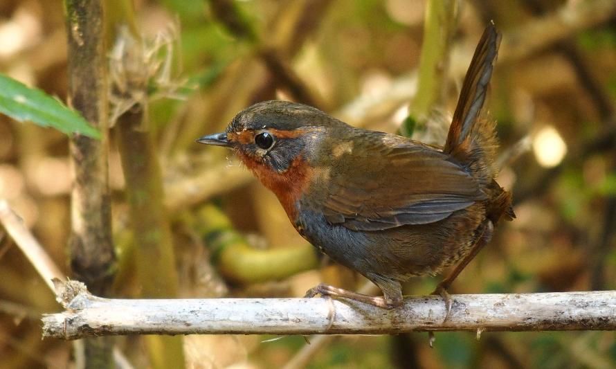 El Chucao es el nuevo embajador de la fauna chilena