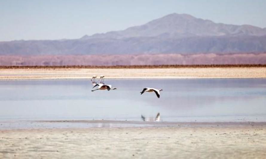 Extreme E lanza um programa de legado para salvaguardar los flamencos en Atacama