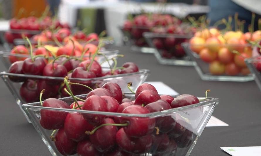 Productores de cerezas e investigadores analizan desafíos relacionados con el cambio climático