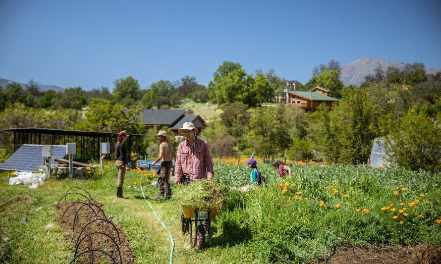 Colaborativa Las Palmas: un ejemplo comunitario en tiempos de inseguridad alimentaria