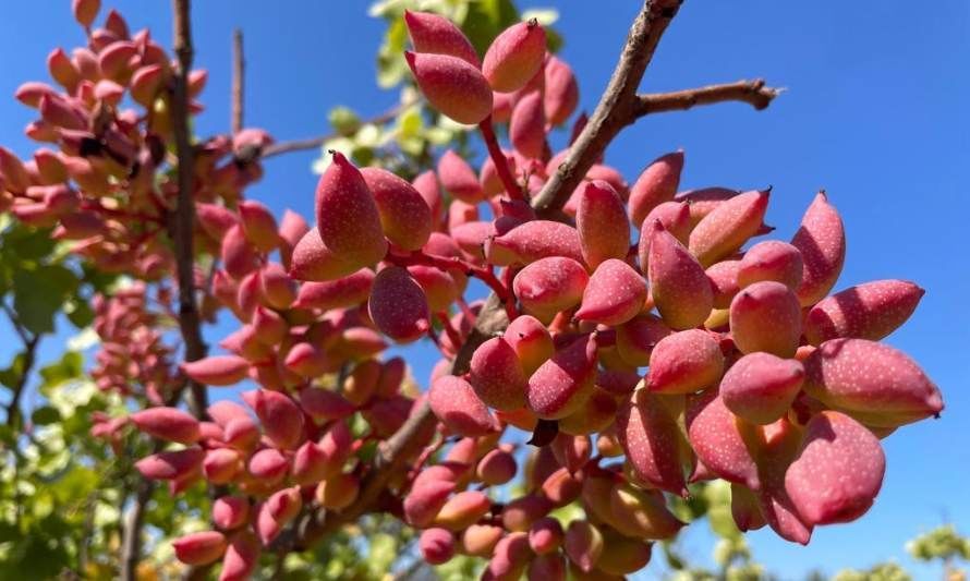 La apuesta de INIA por tres nuevas especies frutales en Ñuble que proyectarán la agricultura regional