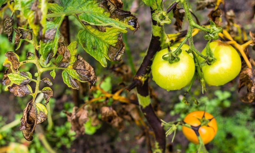 Investigadores chilenos estudian mecanismo para controlar plagas agrícolas sin uso de pesticidas