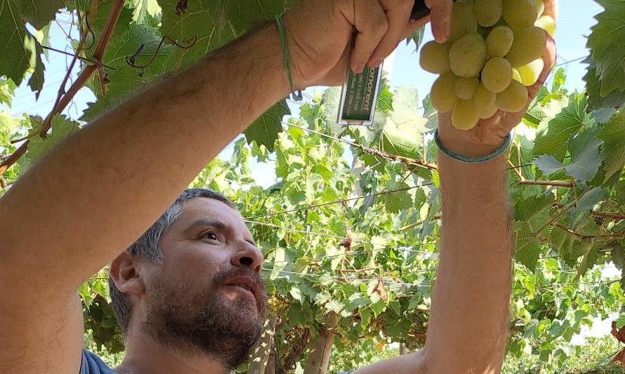 Lanzan aplicación móvil que determina y monitorea crecimiento de las vides