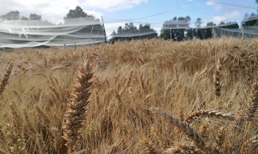Investigación chilena reveló que los eventos climáticos extremos afectan la calidad del trigo