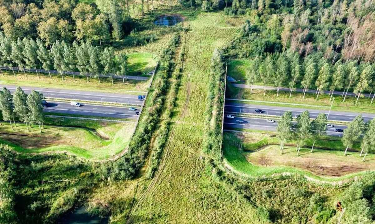 Chile tendrá sus primeros pasos ecológicos