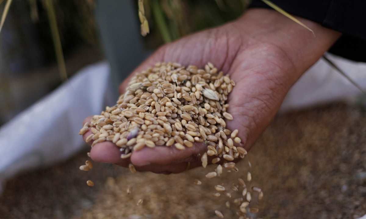 Ñuble cuenta con un nuevo un centro de oferta varietal de semillas