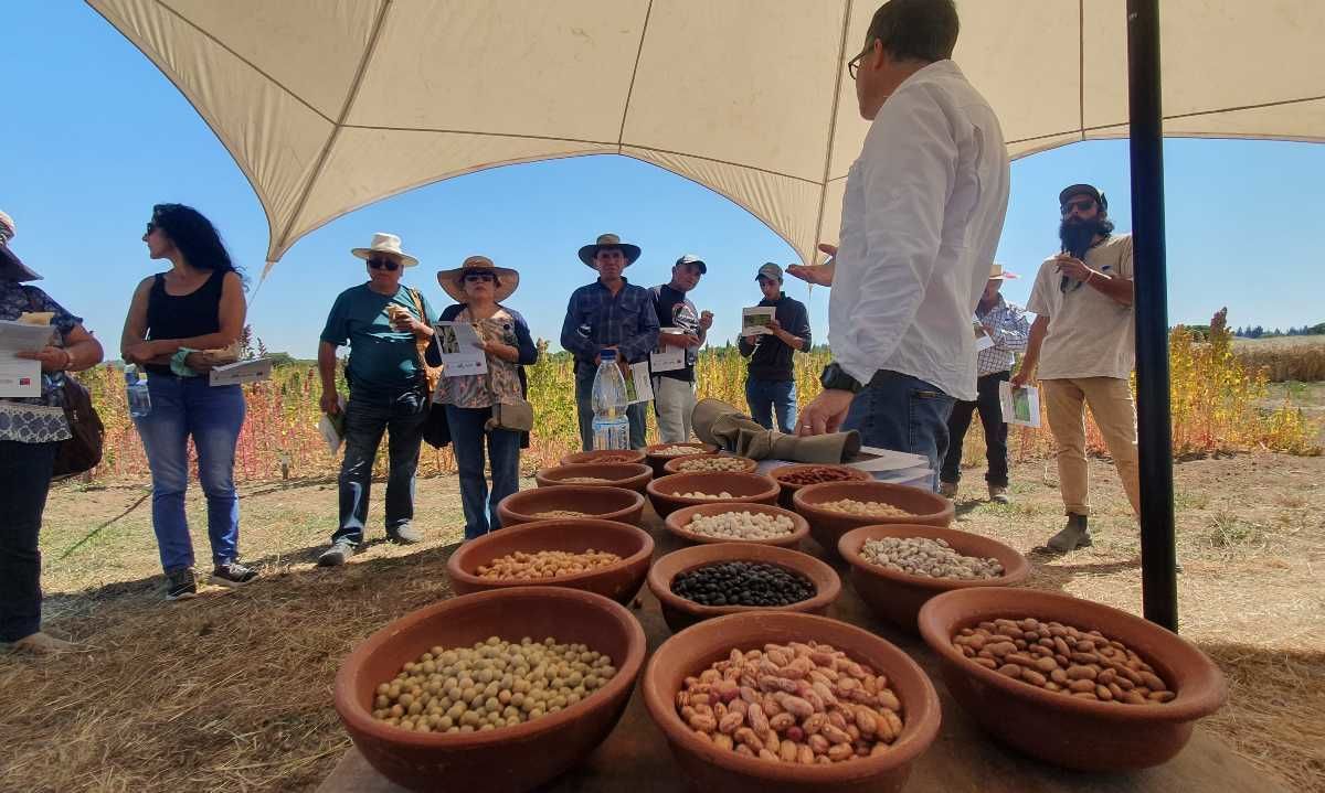 Pequeños agricultores del Secano aprenden rescate de granos tradicionales y ancestrales