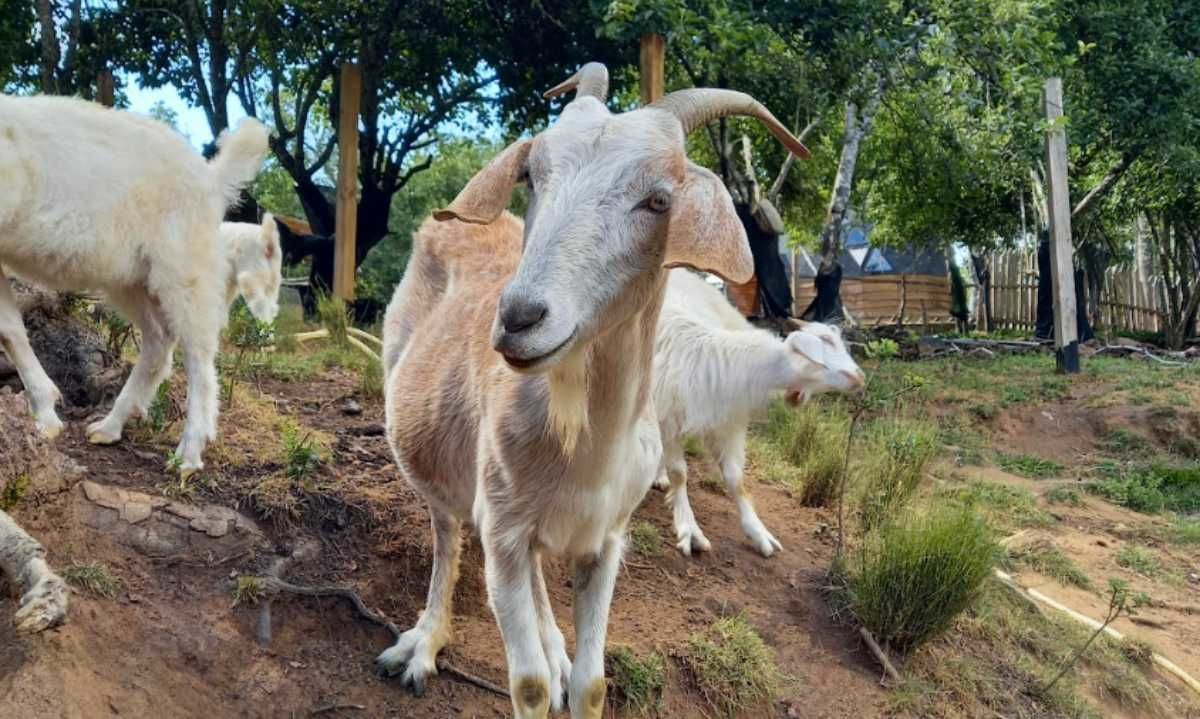 Buena Cabra: Un método ecológico para prevenir los incendios