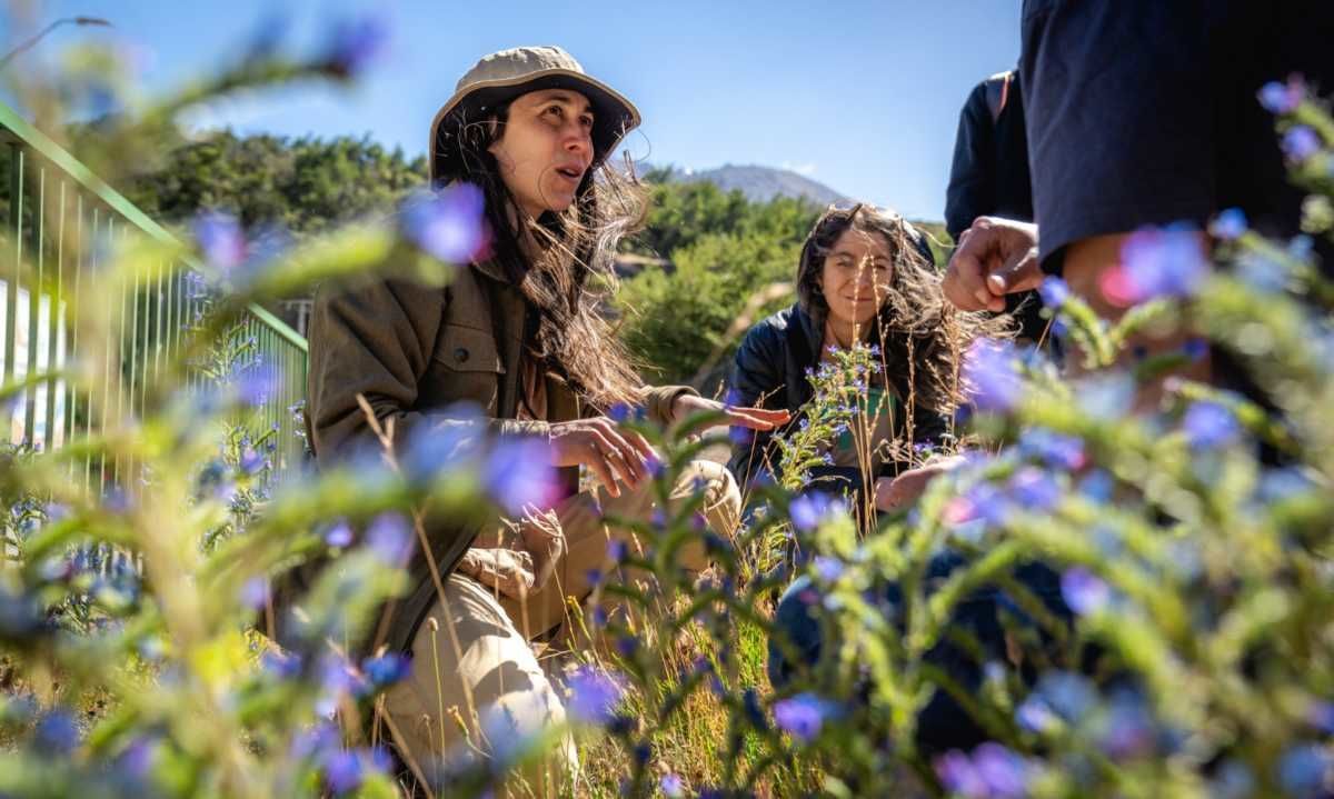 Recorrido yuyero: La sabiduría de las plantas desde la Patagonia